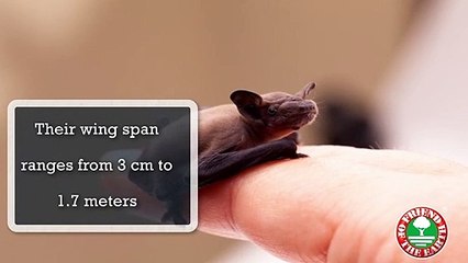 Save the Bat Population Decreasing | Friend of the Earth