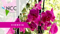 Pre­ser­var las or­quí­deas co­lom­bia­nas, la mi­sión de este agro­par­que