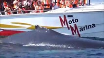 Pupia ai Caraibi, la migrazione delle balene a Samanà (05.02.20)