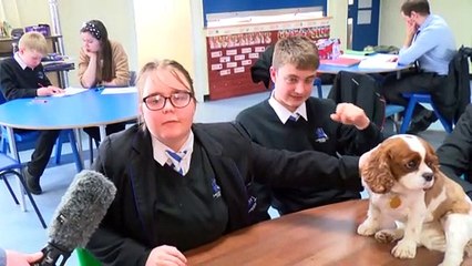 Why The Pupils LOVE Daisy The Dog!