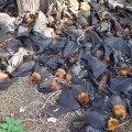 De nombreuses chauves-souris sont morts au pied d’un arbre à cause d’un choc thermique.