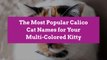 The Most Popular Calico Cat Names for Your Multi-Colored Kitty