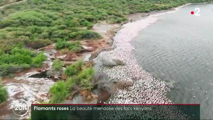 Kenya : le refuge des flamants roses menacé par la déforestation