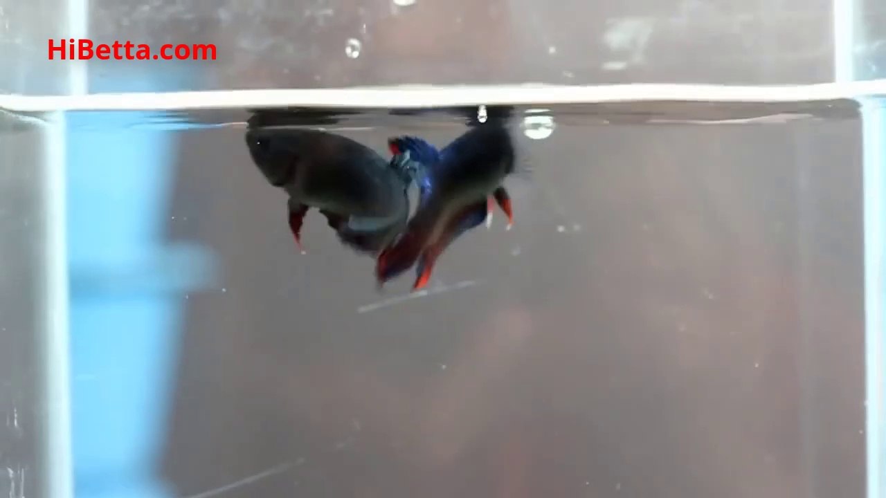Điều Gì Xảy Ra Khi Hai Con Chọi Chiến Vào Cùng Một Bể | www.HiBetta.com