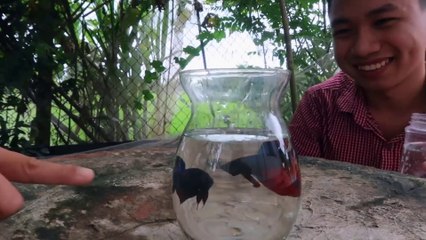 Cá Lia Thia Xiêm vs. Cá Phướng | Trận Chiến Sống Còn | Chọi Cá Miền Tây | www.hibetta.com