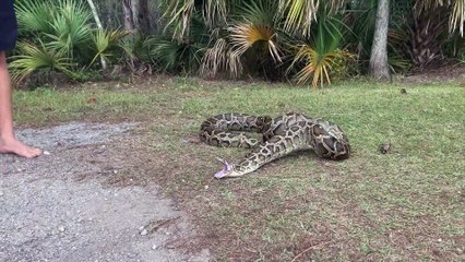 Florida Python Regurgitates a Wading Bird