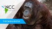 Né­net­te, la oran­gu­ta­na ‘pin­to­ra’ que cum­ple 50 años