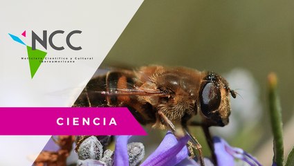 Este es el san­tua­rio de las abe­jas sin agui­jón po­li­ni­za­do­ras de Co­lom­bia