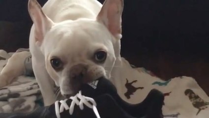 Download Video: Playful Pup Tries Snatching Owner's Shoe