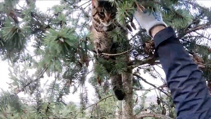 Windy Weather Makes For A Difficult Cat Rescue