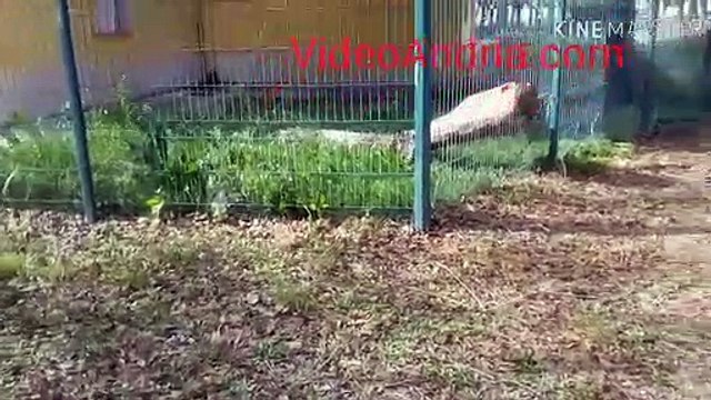 Forte vento: ad Andria albero si spacca e ramo precipita nel Dopo di noi in disuso