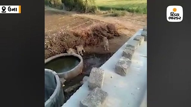 વાવરડા ગામની વાડીમાં બે સિંહબાળ અને સિંહણ તરસ છીપાવવા આવી, વીડિયો વાઇરલ