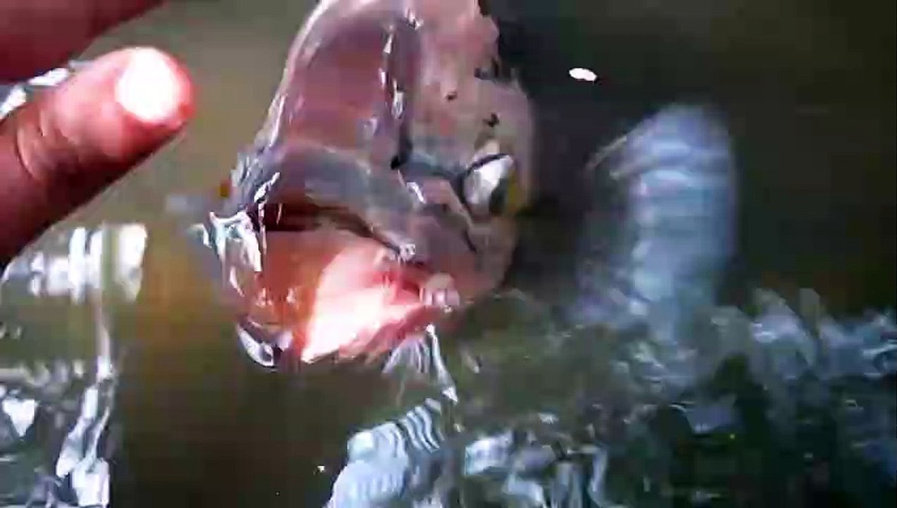 Ce gros poisson réclame des calins à son maitre...