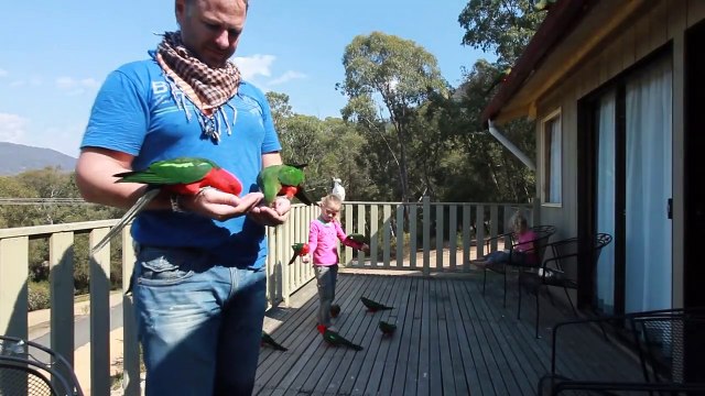 Ils nourrissent des dizaines de perroquets à la main et c'est magique
