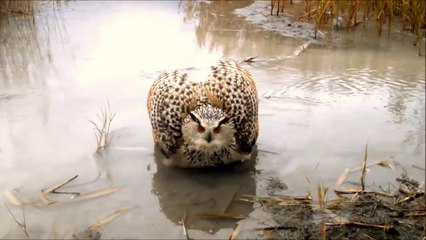 La technique de défense de ce hibou est impressionnante