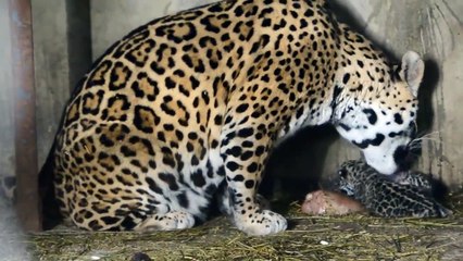 Cette panthère vient de mettre bas et défend ses petits