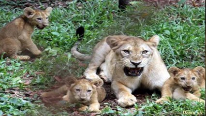 झोपड़ी के बाहर किसान के बच्चे ने गुर्राते देखे 2 शावक, उनसे खेलने लगा, तभी शेरनी आई और खा गई