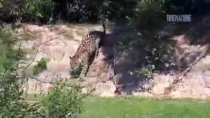 Jaguar Looking & Hunting Capybara In The River