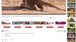 King Cobra Big Battle In The Desert Honey Badger - Snake Vs Mongoose   Amazing Attack of Animals
