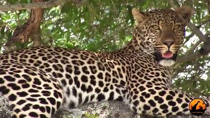 Just A Beautiful Leopard Sighting - 10 December 2012 - Latest Sightings