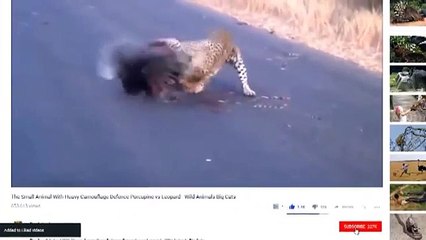 King Cobra Big Battle In The Desert Mongoose and the unexpected   Most Amazing Attack of Animals #2
