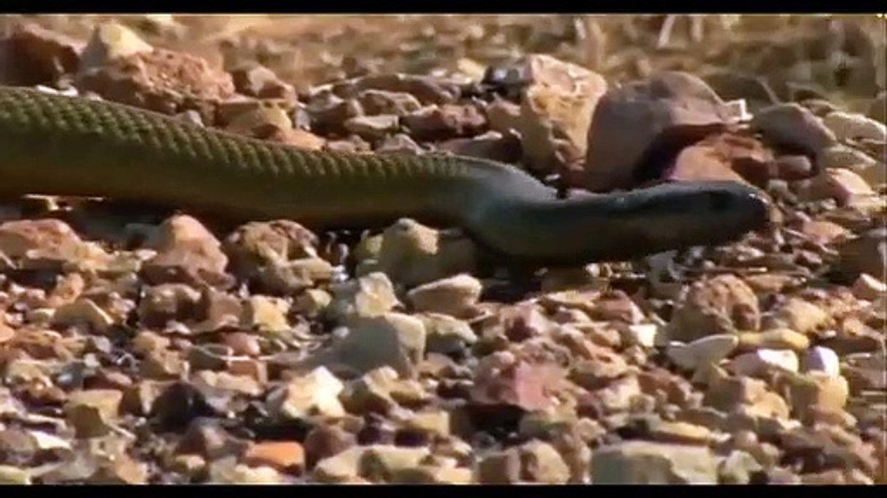 King Cobra Big Battle In The Desert Monkey and the unexpected   Most Amazing Attack of Animals