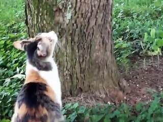 Mama Kitty's Rescue Great funny Must watch