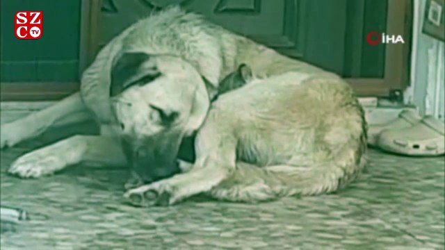 Köpeğin, annesi telef olan yavru kediye şefkati