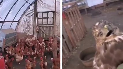 Une buse passe un sale quart d'heure dans un poulailler