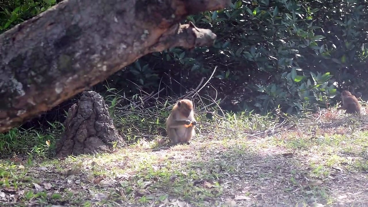 So Cute! The Monkey in the Jungle亚洲森林里的猴子好可爱