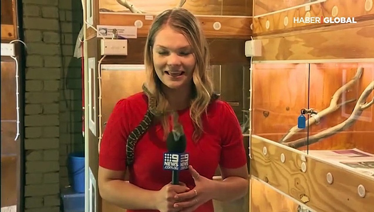 Mikrofona saldıran piton muhabiri gölgede bıraktı