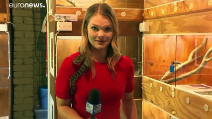 [NO COMMENT] Egy centin múlt, hogy a kígyó nem a riporter kezét harapta meg