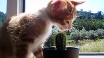 Ce chat essaye de manger un cactus !