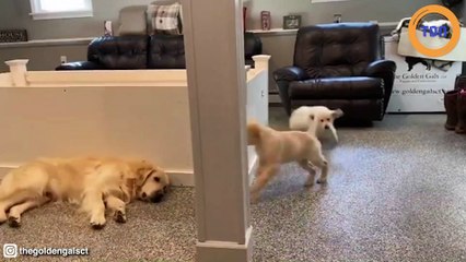 Des golden retrievers viennent embêter leur père pendant sa sieste !