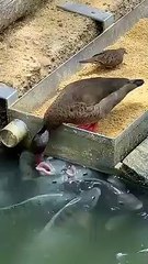 Ce canard donne à manger à des poissons !