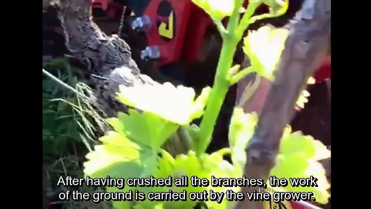 The winegrower job: From the grape to the wine glass !