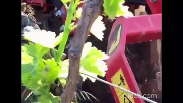 Le métier de vigneron: Du raisin au verre à vin!