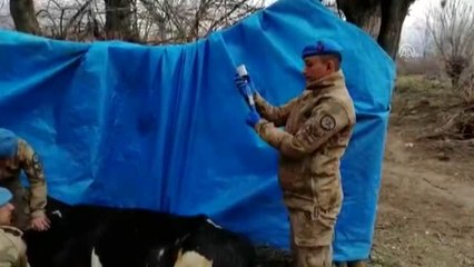 Depremde yaralanan Nazlı inek için ekipler seferber oldu (2)
