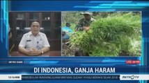 BNN Tegas Larang Ganja Dilegalkan di Indonesia