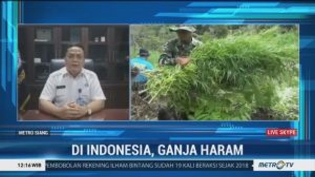 BNN Tegas Larang Ganja Dilegalkan di Indonesia