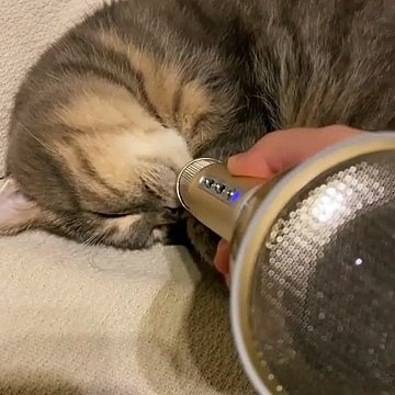 Ce chat fait peur avec ses ronflements