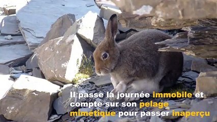 Secrets de nature : les 4 saisons du lièvre variable