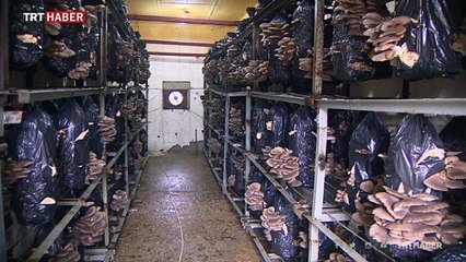 Türkiye'de mantarın başkenti Korkuteli