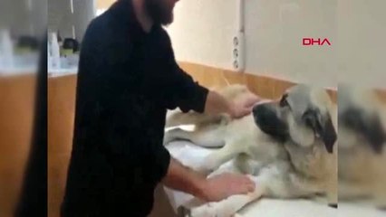 Aydın o köpek ölmek üzereyken bulunup, tedaviye alındı