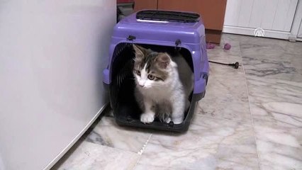 Sokak kedisi TOGEM'in maskotu oldu