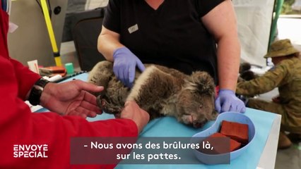 En Australie, un hôpital de campagne pour les koalas victimes des feux