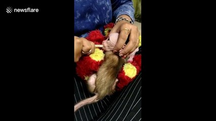 Baby monkey who lost her mother is cared for by NGO worker in central India
