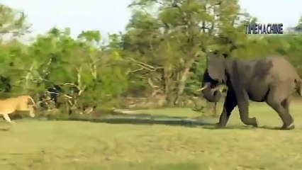 lions fail to hunt the elephant and buffalo