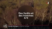 Mythes et légendes : la mystérieuse forêt de Sherwood