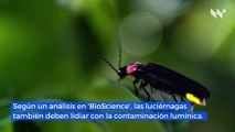 Estudio: La contaminación lumínica amenaza de extinción a las luciérnagas